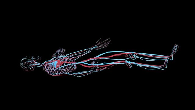 Female body scanning blood vessel, lymphatic, circulatory system in digital display dashboard. Blue X-ray view. Female cardio system.  More elements in our portfolio.