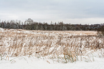 First snow on a field with dry tall grass. Cloudy day in late autumn or early winter. Nature landscape background
