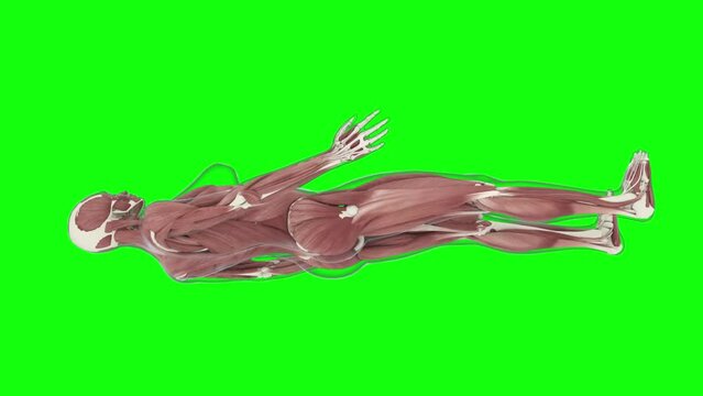 Muscular System, female, 4K animation. Camera rotation showing all the muscles, in slow motion. Alpha included in the second sequence.  More elements in our portfolio.