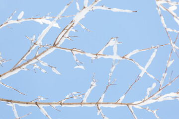 branches of a tree covered with snow
