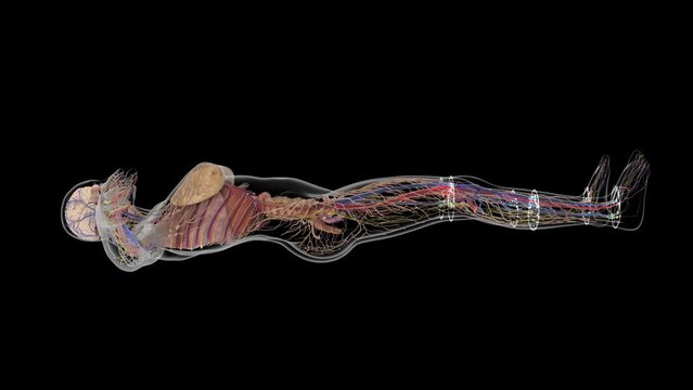 Futuristic female organs system. HUD with 3D render animation. Skeleton, internal organs and brain.  More elements in our portfolio.