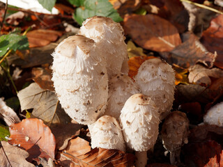 (Coprinus comatus) Group of Shaggy ink caps or lawyer's wigs on foliage in a forest