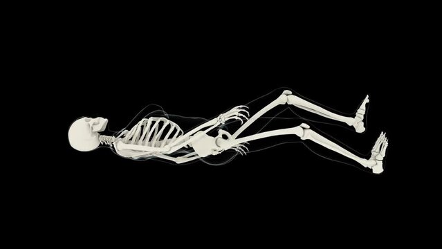 3d animation of a human female skeleton rotating at Full Height, with transparent body in blue and black background, 4K. Alpha included.  More elements in our portfolio.