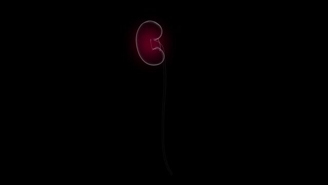 Anatomy of Human Male Kidneys on Futuristic Medical Interface dashboard. Seamless Loop. Animation.  More elements in our portfolio.
