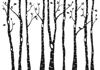 Birch tree silhouettes with flying birds, winter forest landscape, black and white illustration