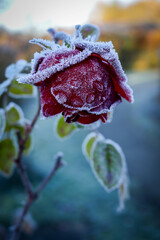 The first frost envelops nature.