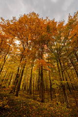 Northwoods Fall Color