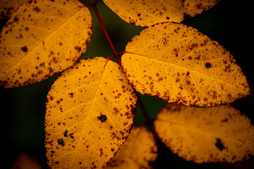 Northwoods Fall Color
