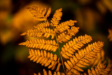 Northwoods Fall Color