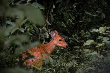 Closeup of a hog deer in the Kaziranga National park, India