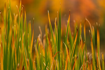 Northwoods Fall Color
