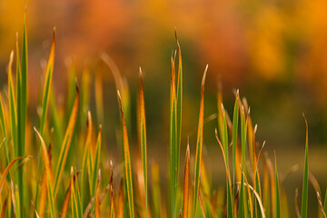 Northwoods Fall Color