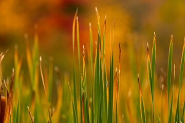 Northwoods Fall Color