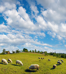 Sheep herd on summer mountain hill top
