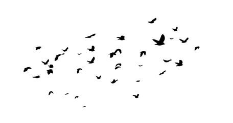 Flying birds silhouettes on white background. Vector illustration. isolated bird flying. tattoo design.