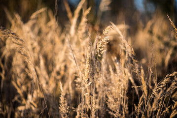 Fototapeta premium Dried grass pampas in autumn october fall golden light. Nice texture macro backdrop.