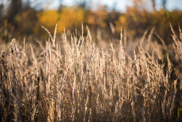 Obraz premium Dried grass pampas in autumn october fall golden light. Nice texture macro backdrop.