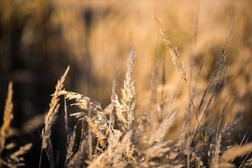 Obraz premium Dried grass pampas in autumn october fall golden light. Nice texture macro backdrop.