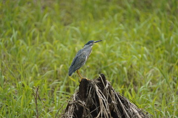 The striated heron (Butorides striata) also known as mangrove heron, little heron or green-backed heron. Ardeidae family.