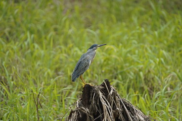 The striated heron (Butorides striata) also known as mangrove heron, little heron or green-backed...