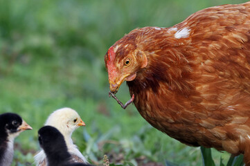 Mother hen feeding newborn chicks with a worm captured in the grass. Family of hen and chickens roaming free in an organic farm. Chickens on a pasture in a rural village. Free range chickens.