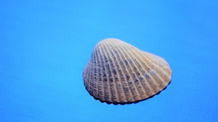 Grey seashell on a vivid blue shiny ultramarine table.
