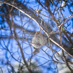 small birds perched on icy branches