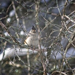 small birds perched on icy branches