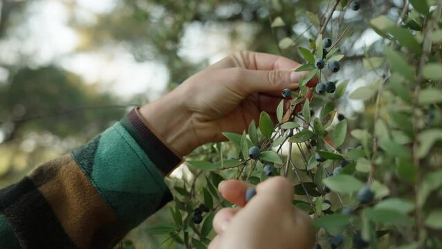 A girl in the forest picks Myrtus communis plant berries, close up. slow motion.