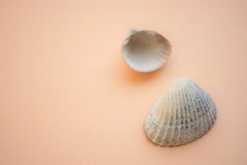 Two white grey sea shells on an pale brown table