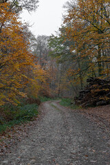 Obraz premium Alençon, France - 11 26 2022: Panoramic view of the Ecouves forest
