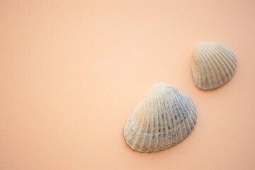 Two white grey seashells on an pale brown beige table