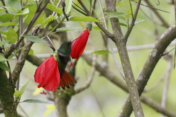 Colores vivos de aves de mi regi&oacute;n.