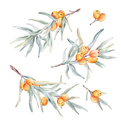 Watercolor illustration set of beautiful orange sea buckthorn for healthy life and design background. Hand painted isolated on a white background