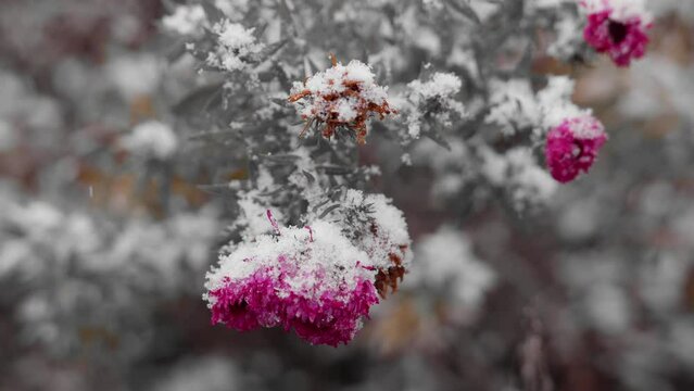 bright flowers covered with white snow partially color photo