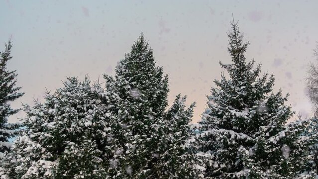 Winter spruce forest, snow is falling. Cinemagraph, snowfall. Christmas.New Year