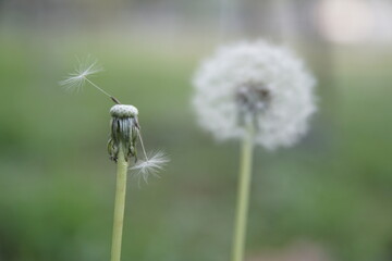 Photograph of Taraxacum officinale taken against a blurred background