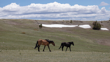 Dun buckskin and black stallions wild horses in the central Rocky Mountains in the western United States
