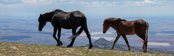 Black mare and chestnut bay colt wild horses overlooking Bighorn Canyon on the border of Montana...