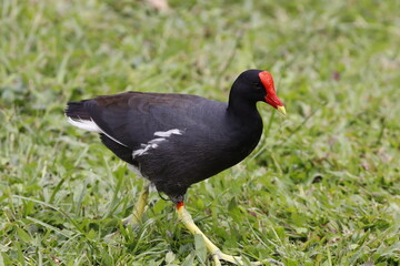 Fototapeta premium Colores vivos de aves de mi región.