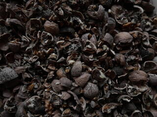 Broken black walnuts inside close-up