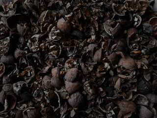 Broken black walnuts inside close-up