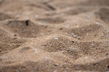 White shell buried in sant at a beach.