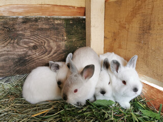 Małe króliczki  - obrazy, fototapety, plakaty