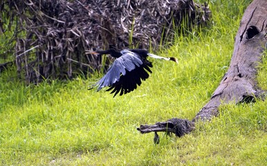 The anhinga , Anhinga anhinga, sometimes called snakebird, darter, American darter, or water...