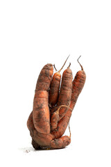 Deformed conjoined carrot, close-up. Ugly vegetable abnormal shape. Curved funny carrots. Concept -...