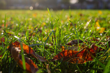 Close up autumn leafs in the grass