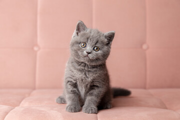 adorable fluffy small grey domestic Kitty lying on pink soft sofa at home. cute fold scottish cat. pets banner