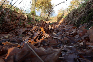 leaves in the forest