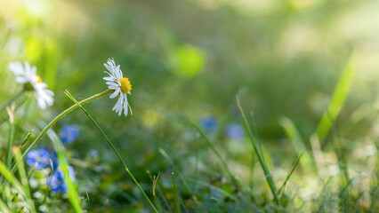 Daisy flower. 
